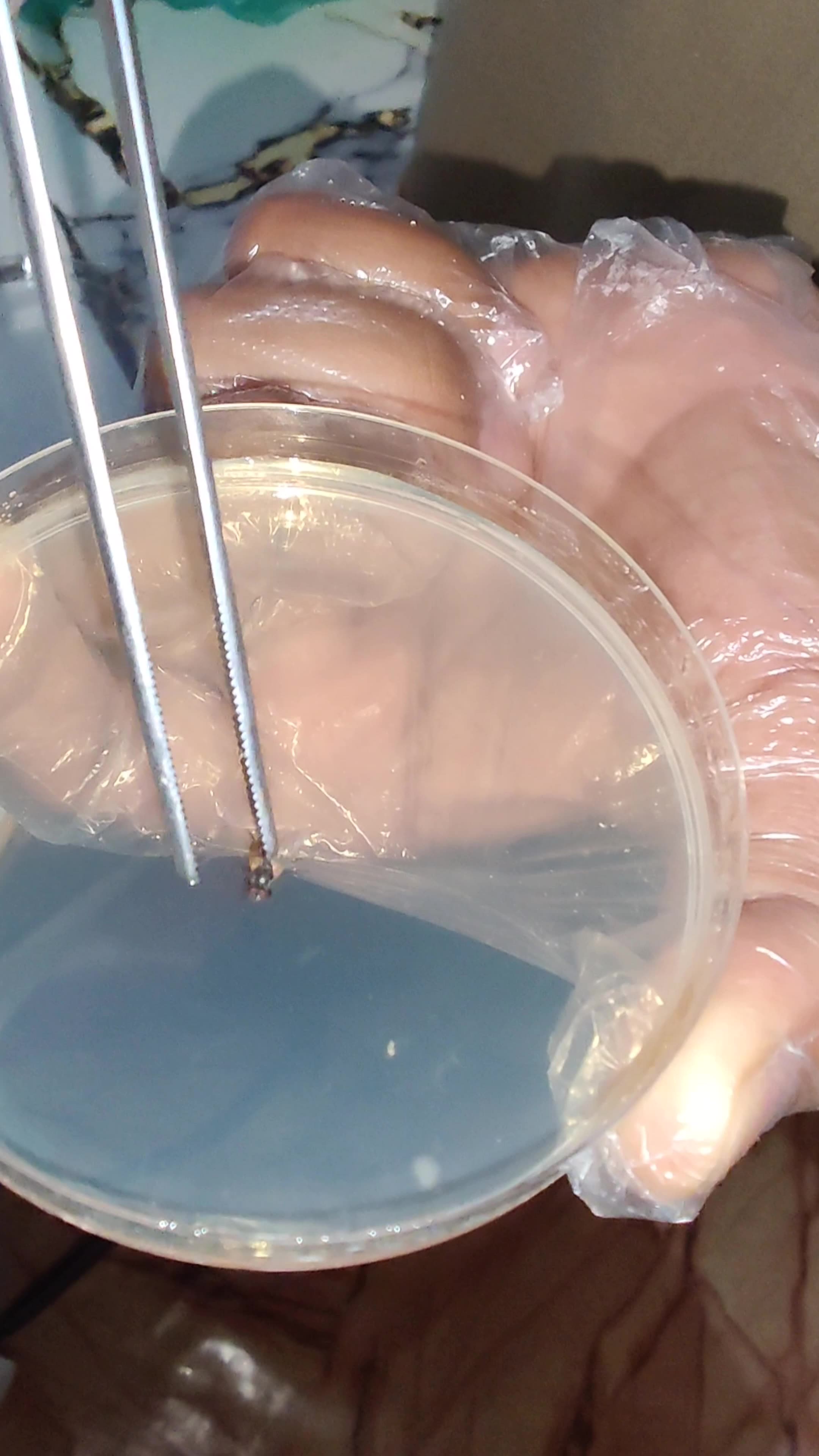 Common Housefly — How Dangerous Is It? | Real Lab Experiment