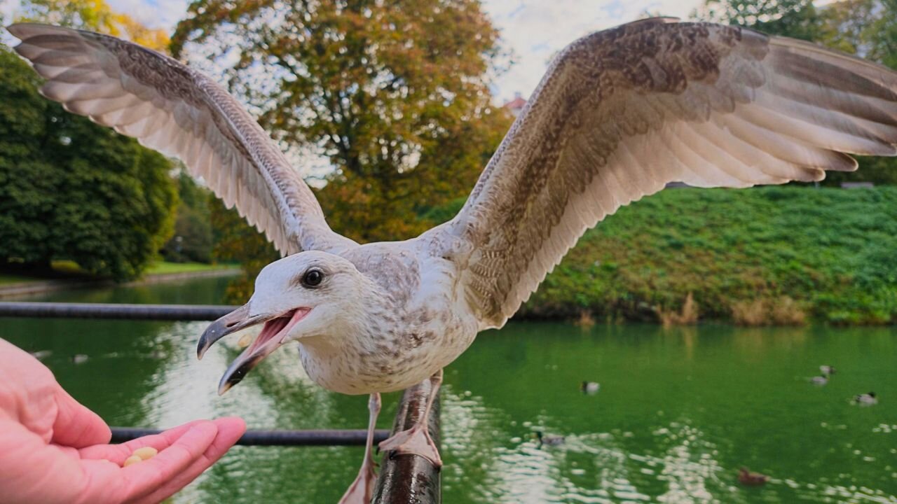 Tim Gull Hand-Feeding a Juvenile European Herring Gull On and Off the Handrail