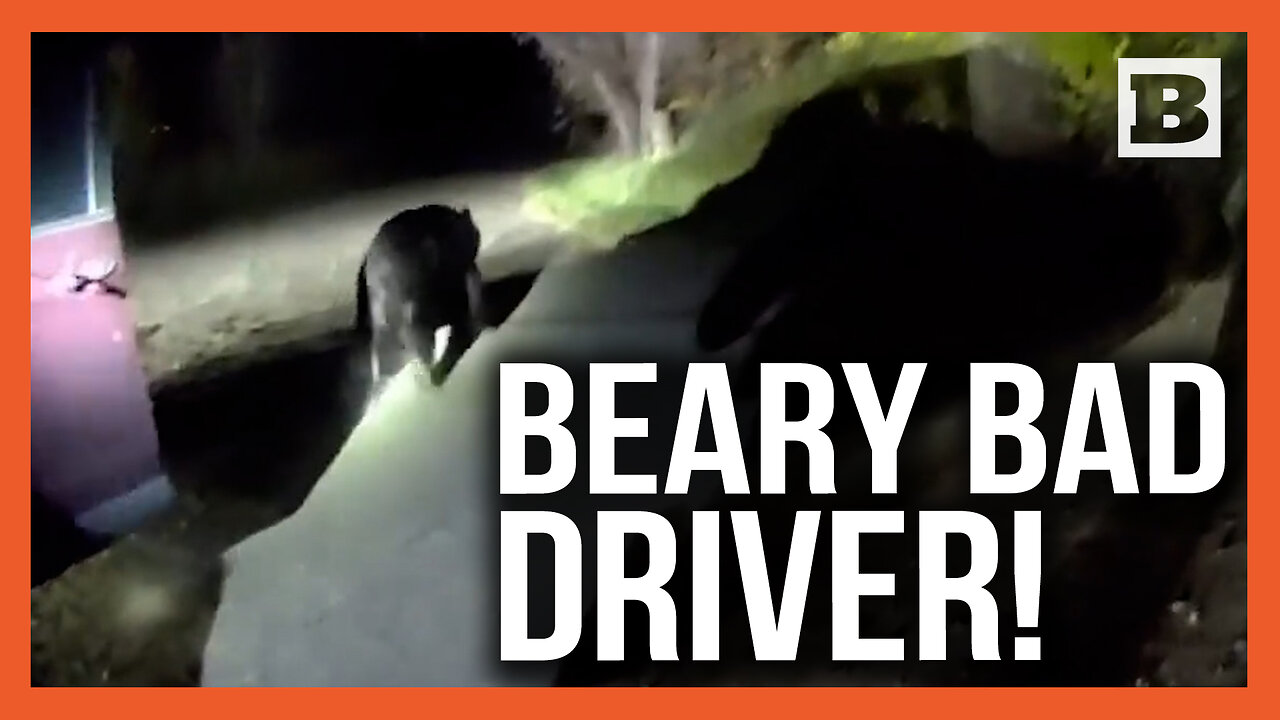 Bear-y Bad Driver! Bear Hijacks Unlocked Car
