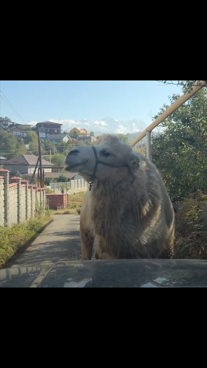Patrulla de camellos bloquea el paso vehicular en plena vía