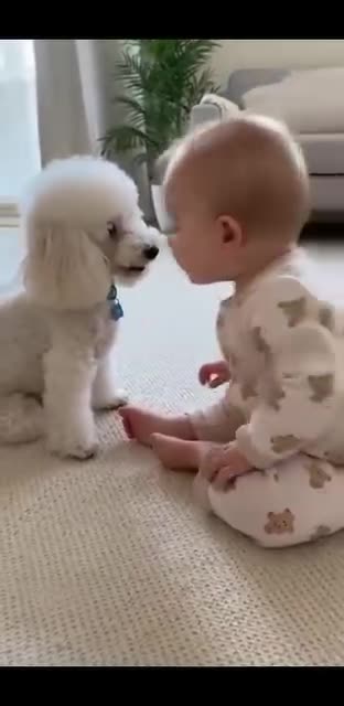 Dog and baby cute moments .u have never seen 😘!