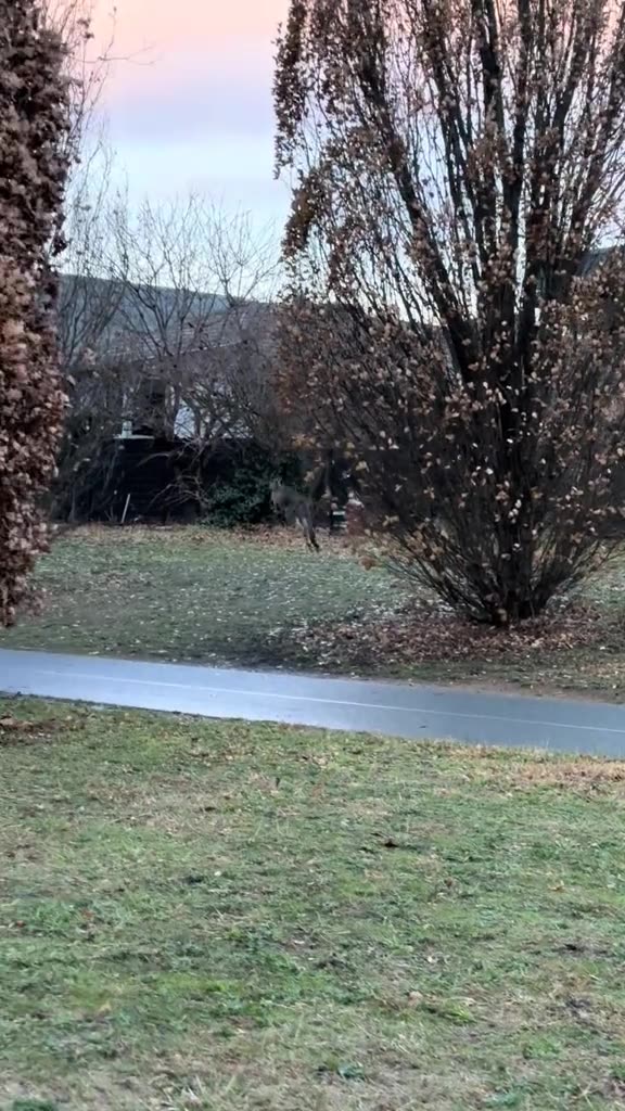 Kangaroos hopping