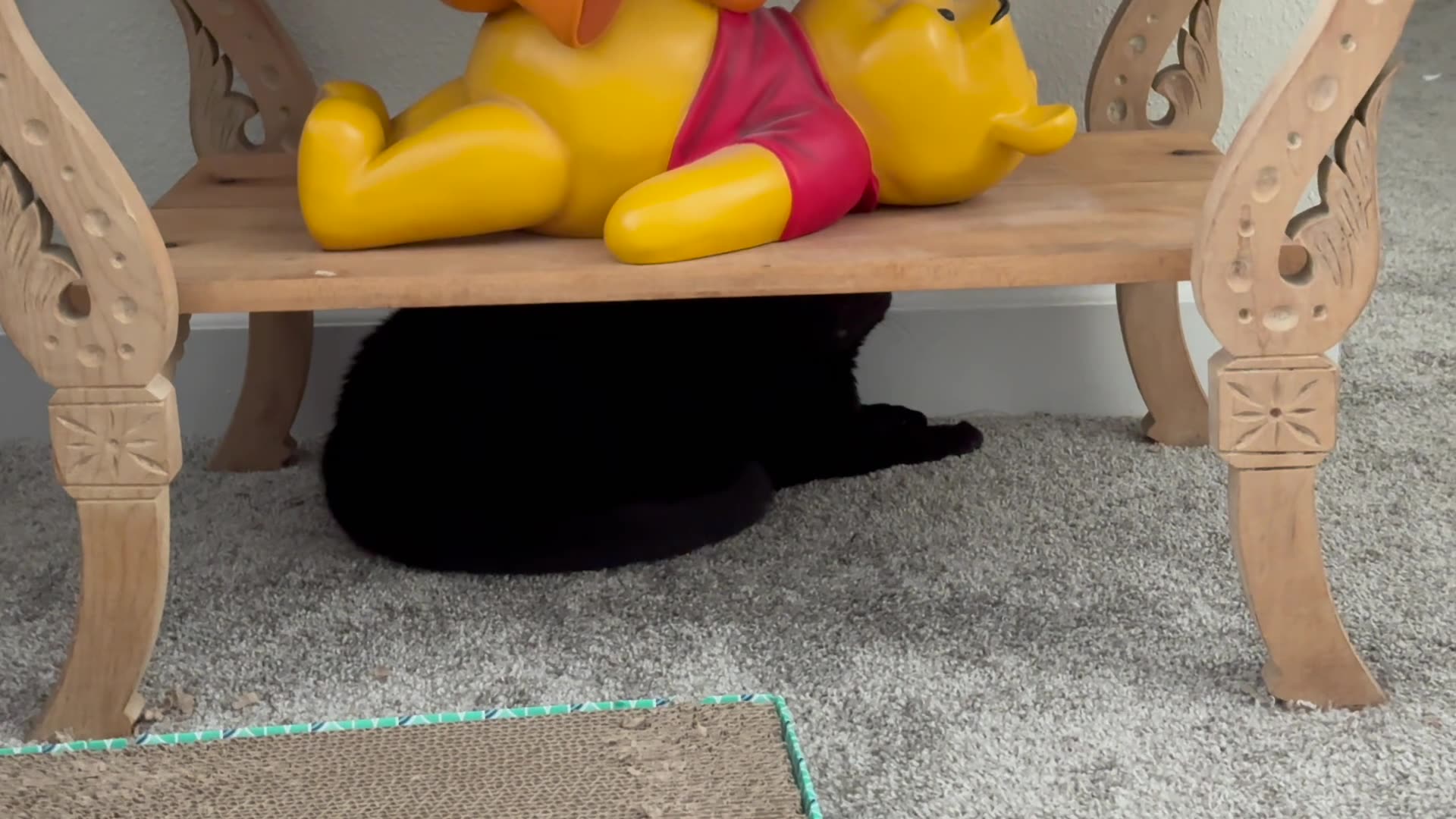Cute Precious Piper Finds Another Great Hiding Place - My Adopted Shelter Cat Vlog