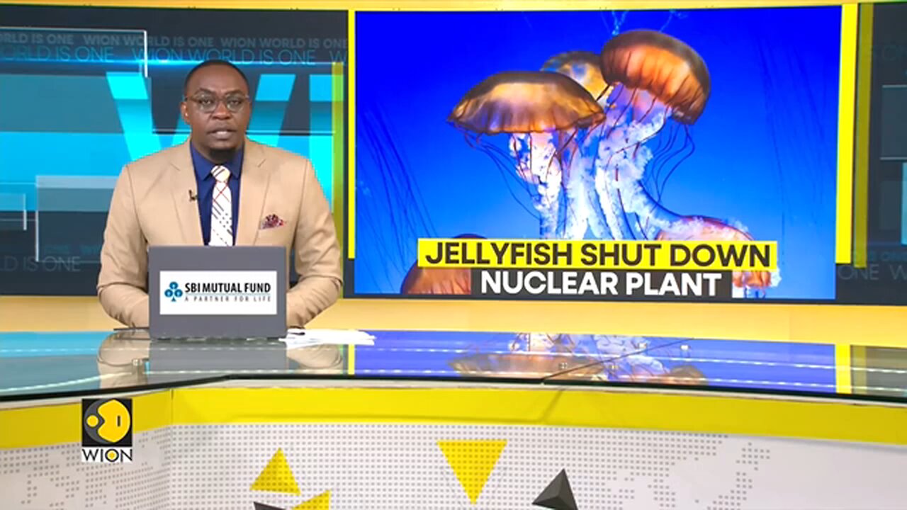 Rising_Seas_Spawn_Jellyfish_Armada_Against_France_s_Largest_Nuke_Plant___WION_Fineprint