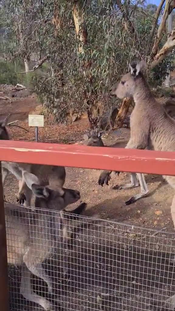 Kangaroo diaries only in Australia 🇦🇺