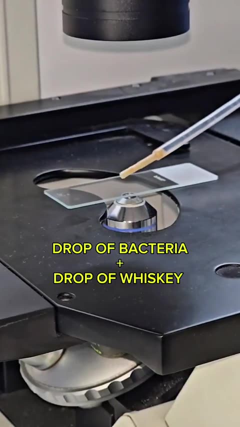 The effect of whiskey on bacteria