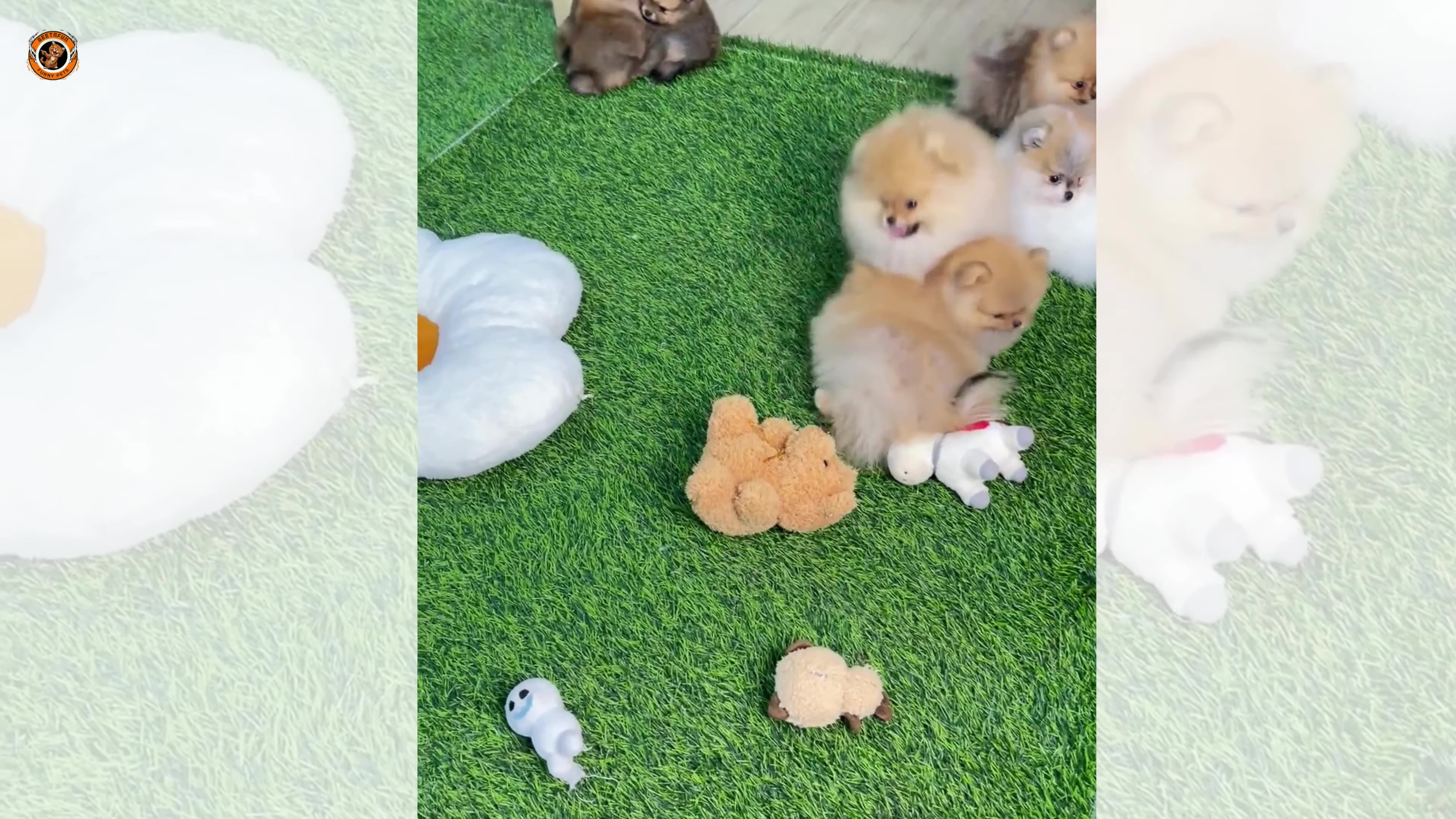 This is Cutest Puppys Fun Time and Yourss | #dog #doglover #pets #dogs #puppy