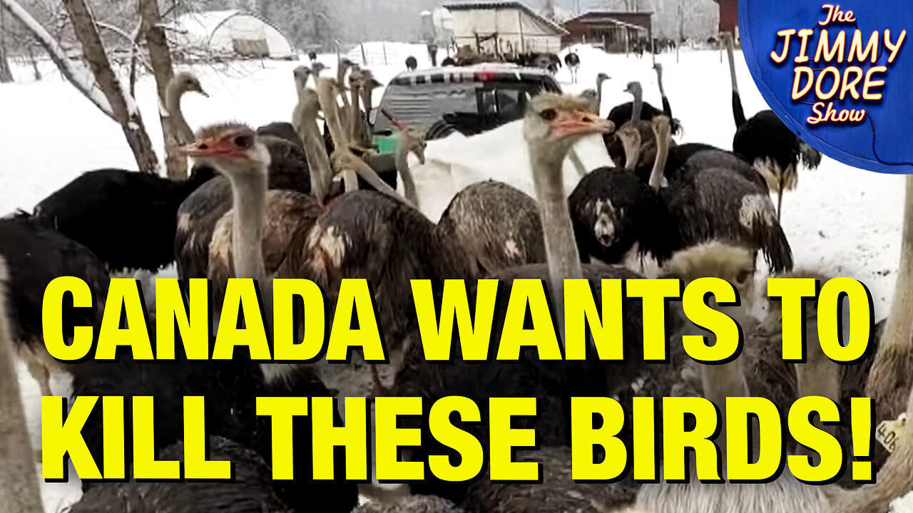 Canadian Farmers DESPERATELY Fighting To Save Ostriches!