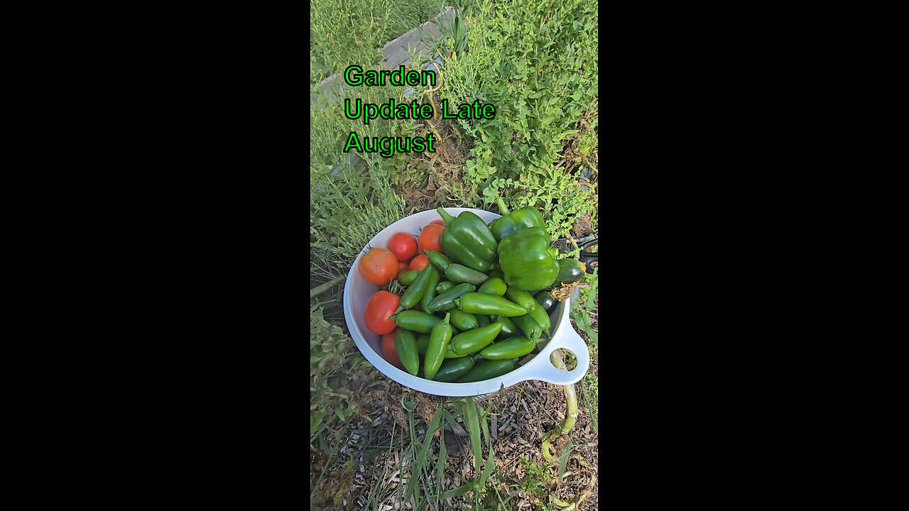 Garden Update Late August 27, 2025