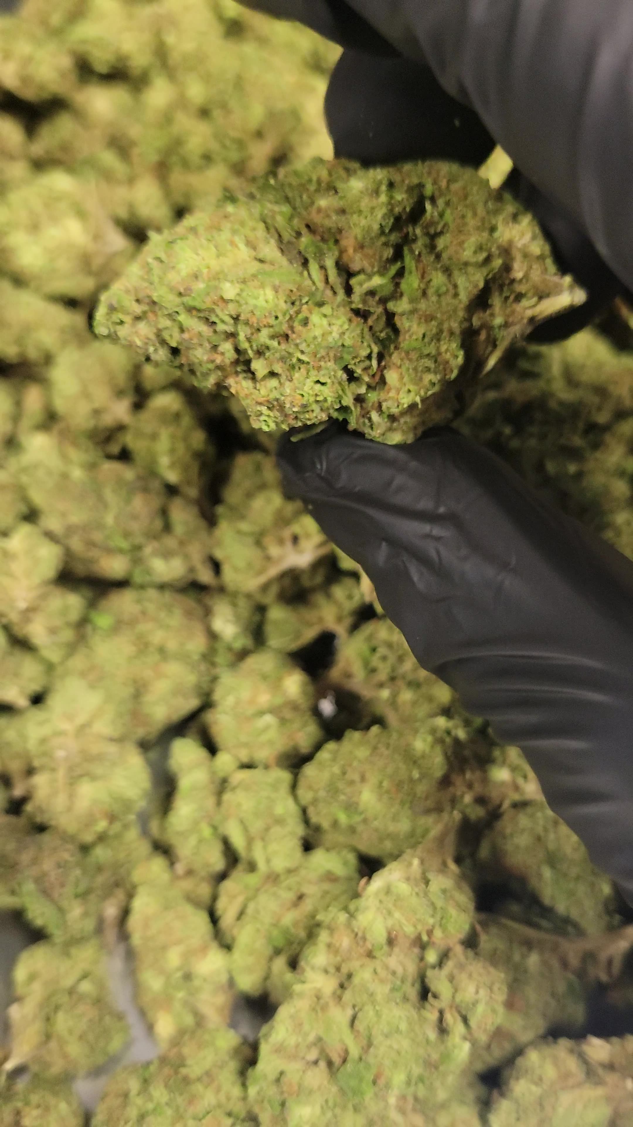 Banana THCA Flower