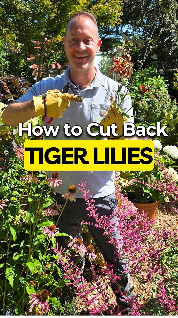 Can You REALLY Grow More Tiger Lilies By Cutting Stems THIS WAY?