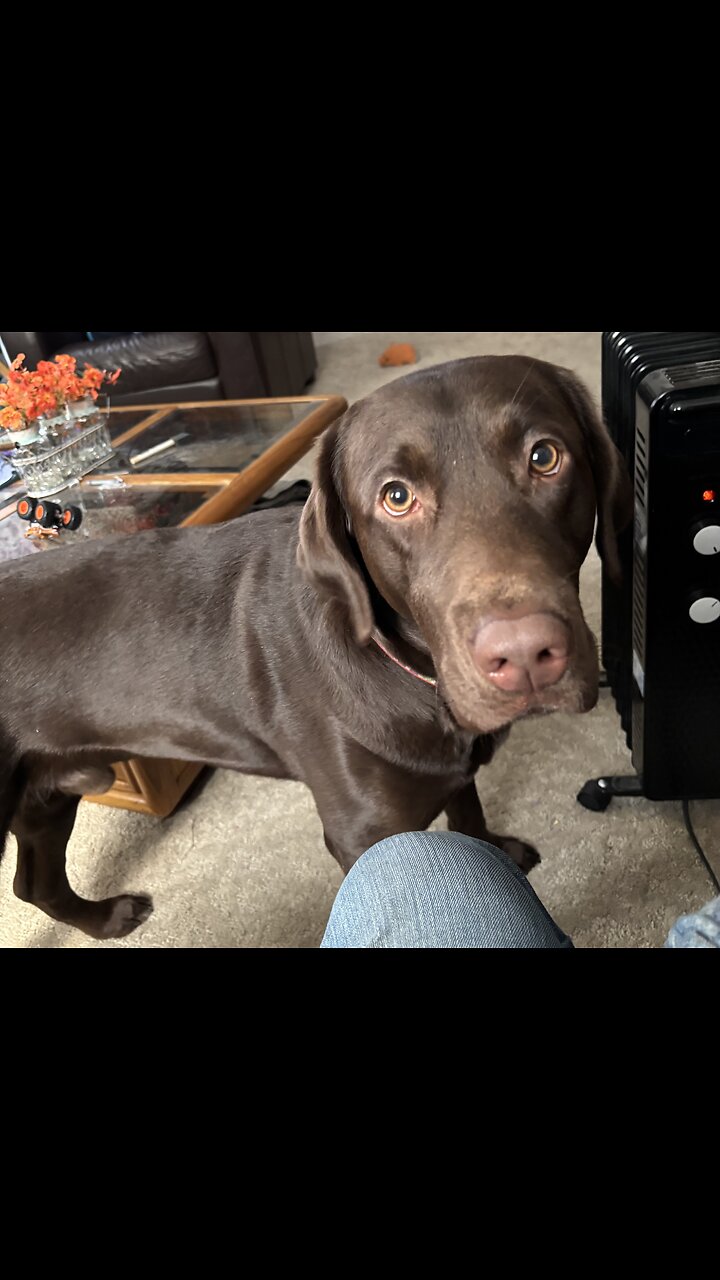 Time Out For Dog Love