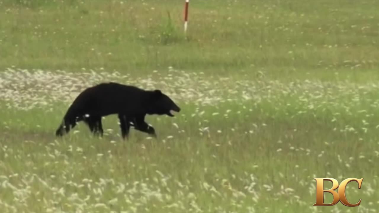 Bear on runway forces airport in Japan to cancel flights