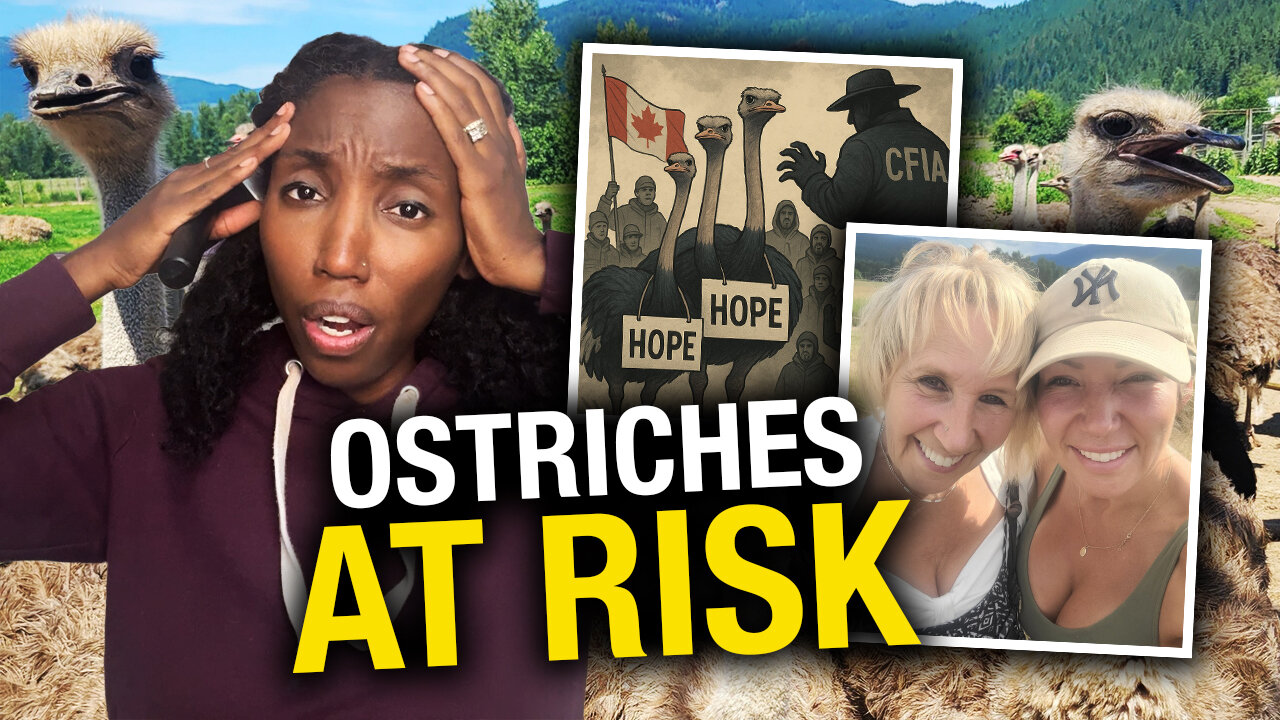 Devastating blow to ostrich farm as high court upholds CFIA cull order