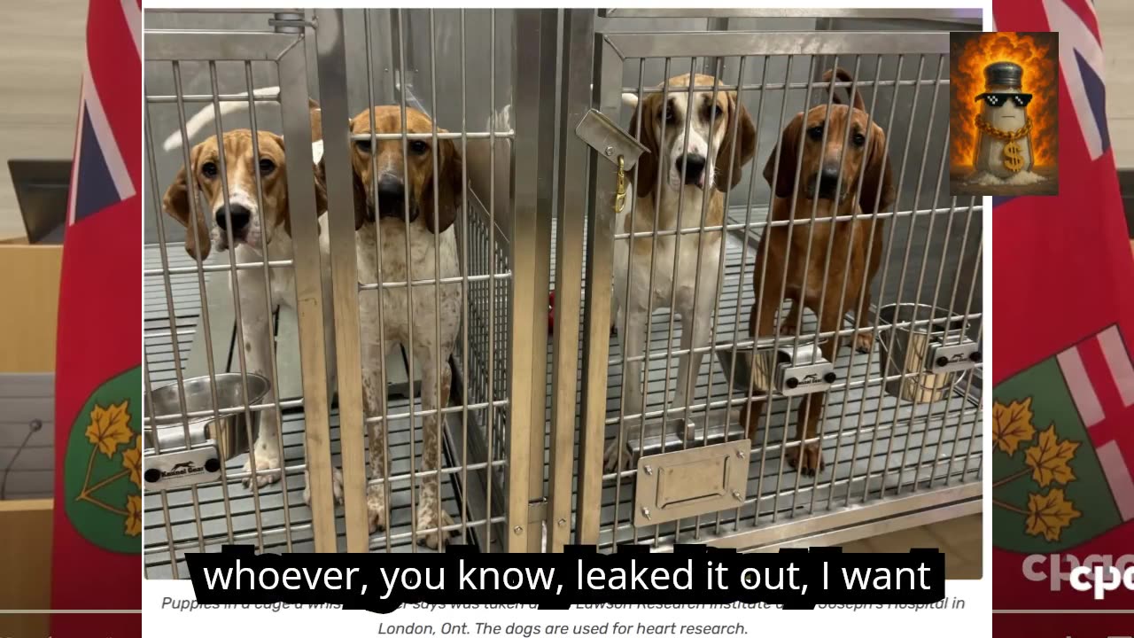 Animal experiments at secret St. Joseph’s Hospital, London, ON: