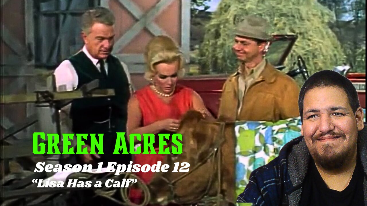 Green Acres | Season 1 Episode 12 | Lisa Has a Calf | TV Show Reaction