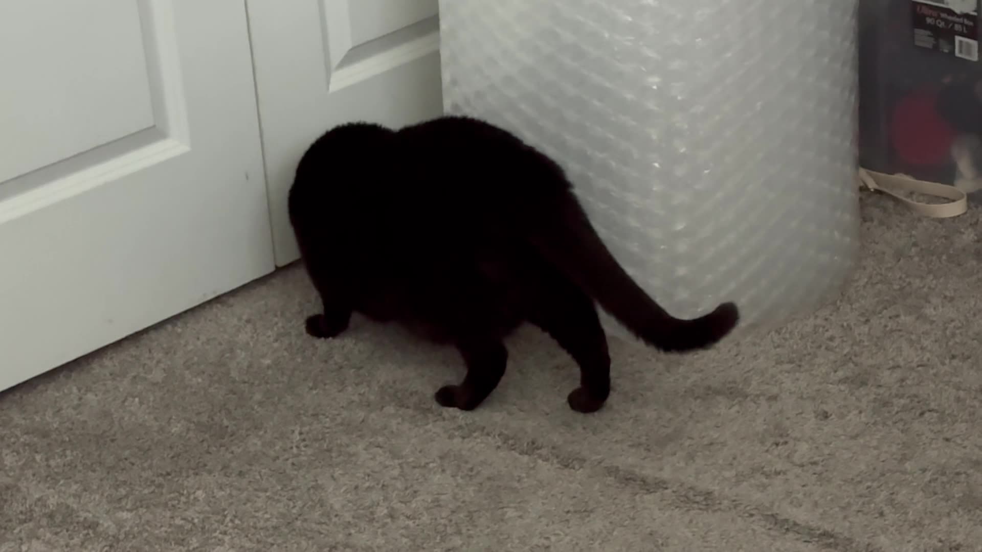 Cute Precious Piper is Very Active in the Office - My Adopted Shelter Cat Vlog