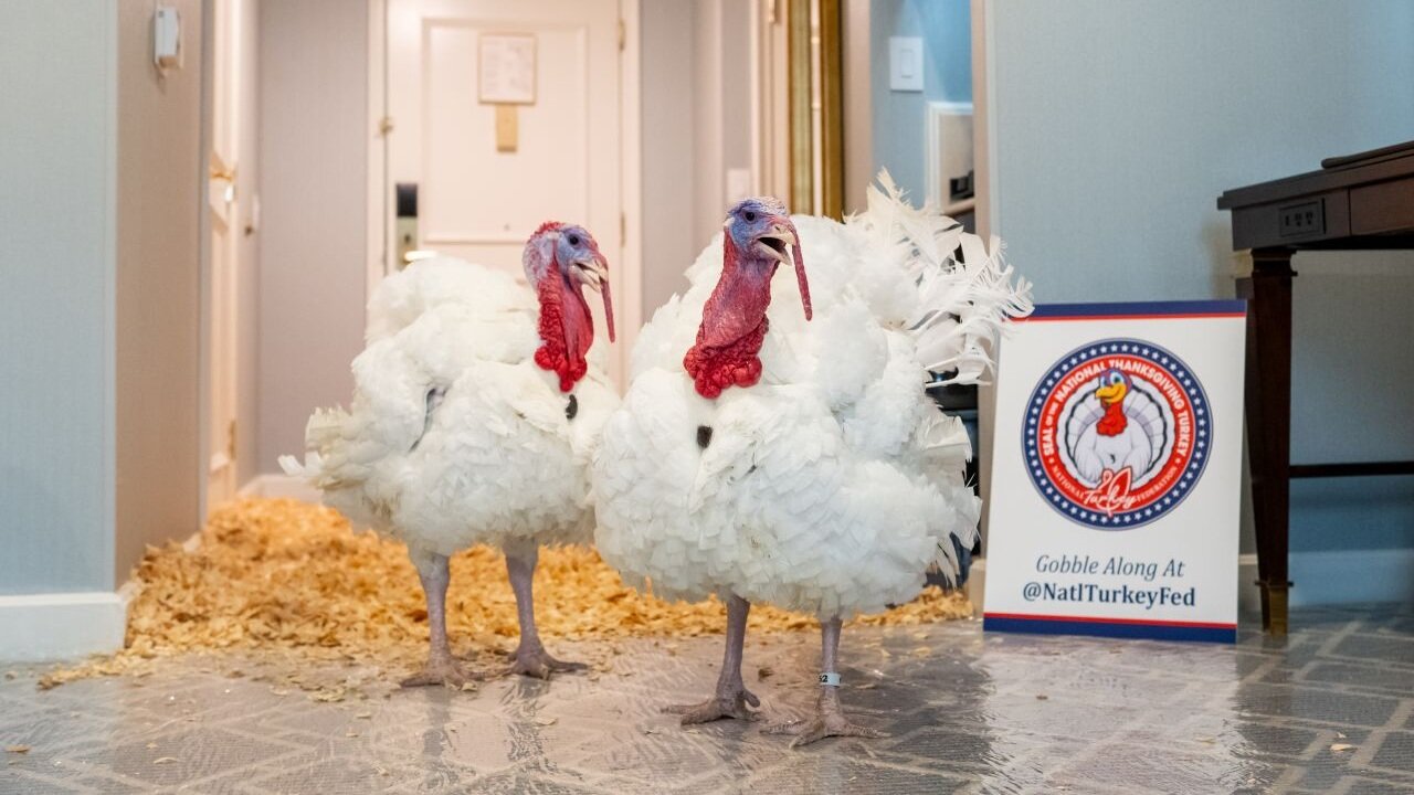 Happy Thanksgiving!