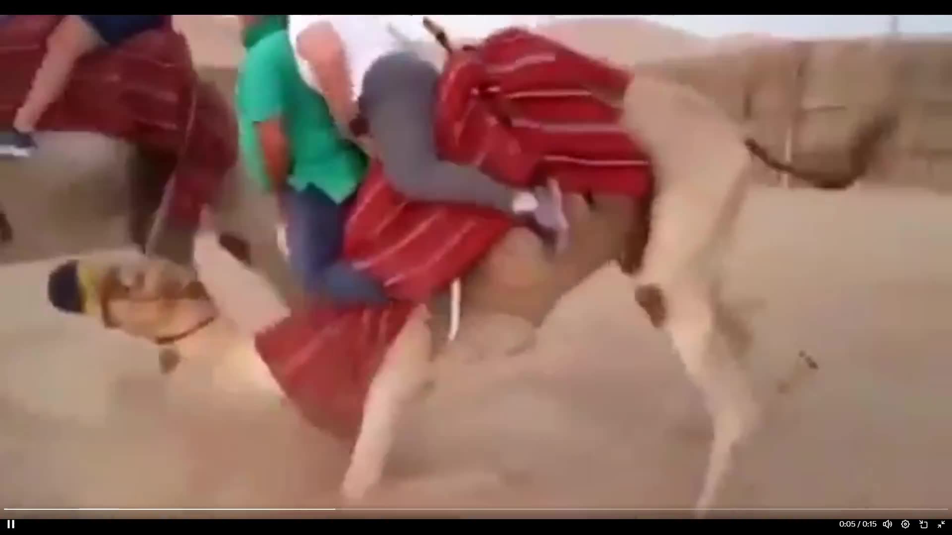 This is just torture for the animal. If you are this big - please dont ride animals