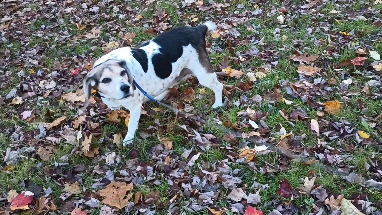 Bandit