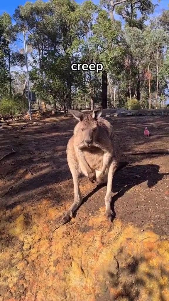 Kangaroo diaries only in Australia 🇦🇺