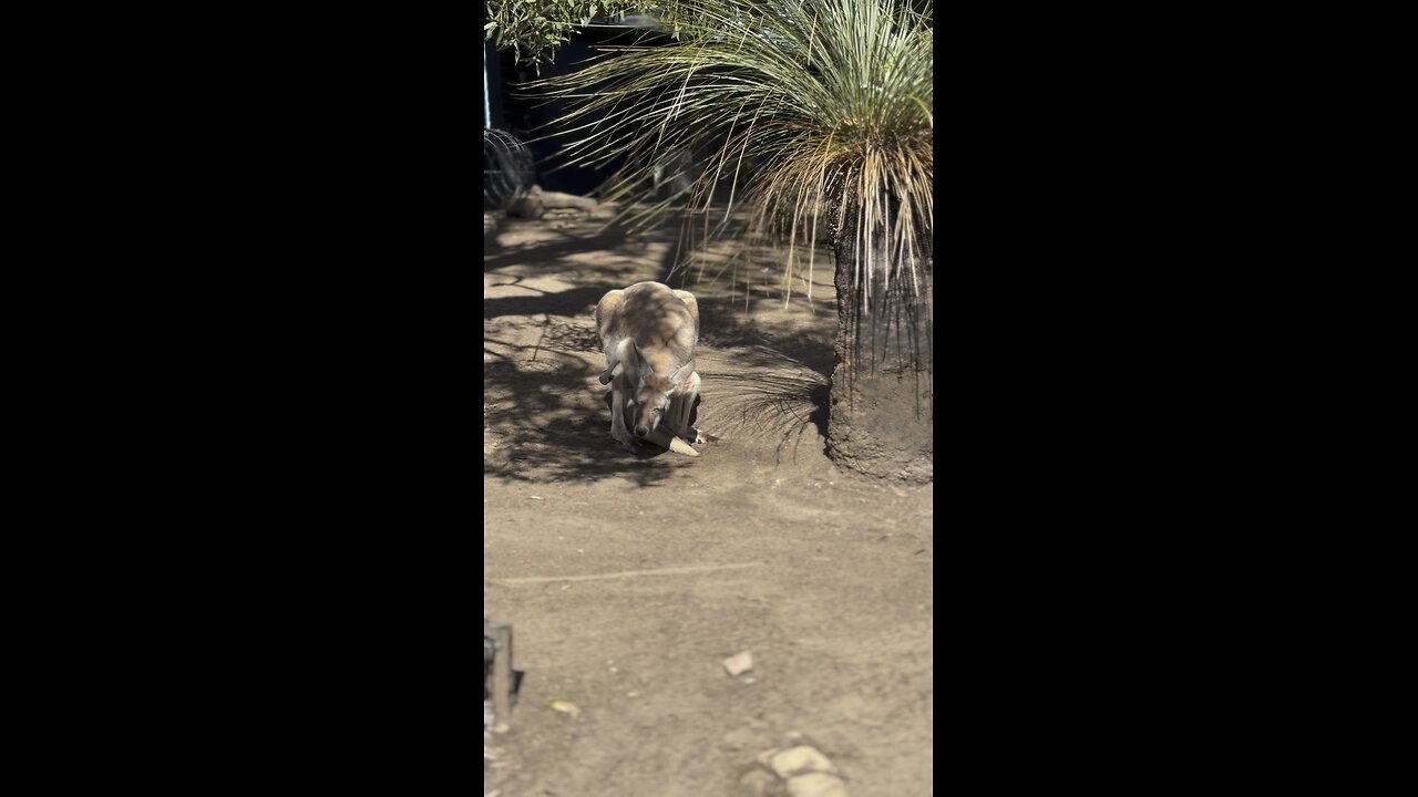 Australian kangaroo