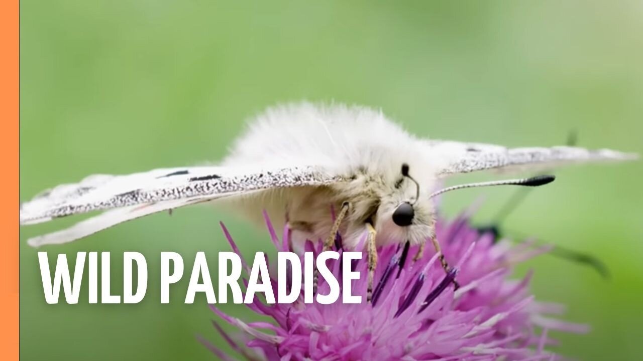 The Last Wild Alps: Switzerlands Hidden Paradise | Full Documentary