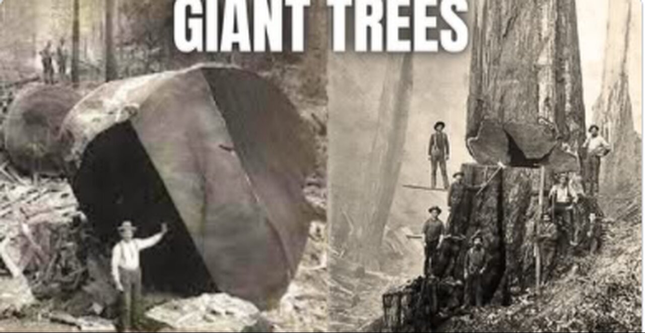 The Lumberjacks Of California 1850 - Giant Trees Erased From Mind - HiddenRabbit3