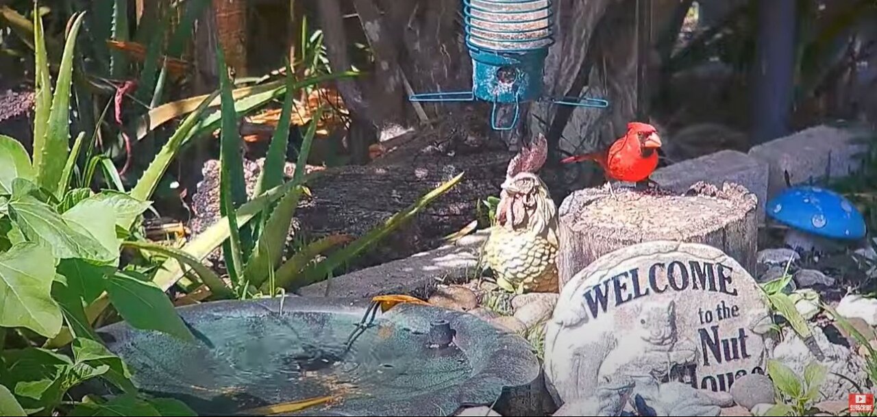 Florida Bird Feeder / Bath SWFL Live Camera HD