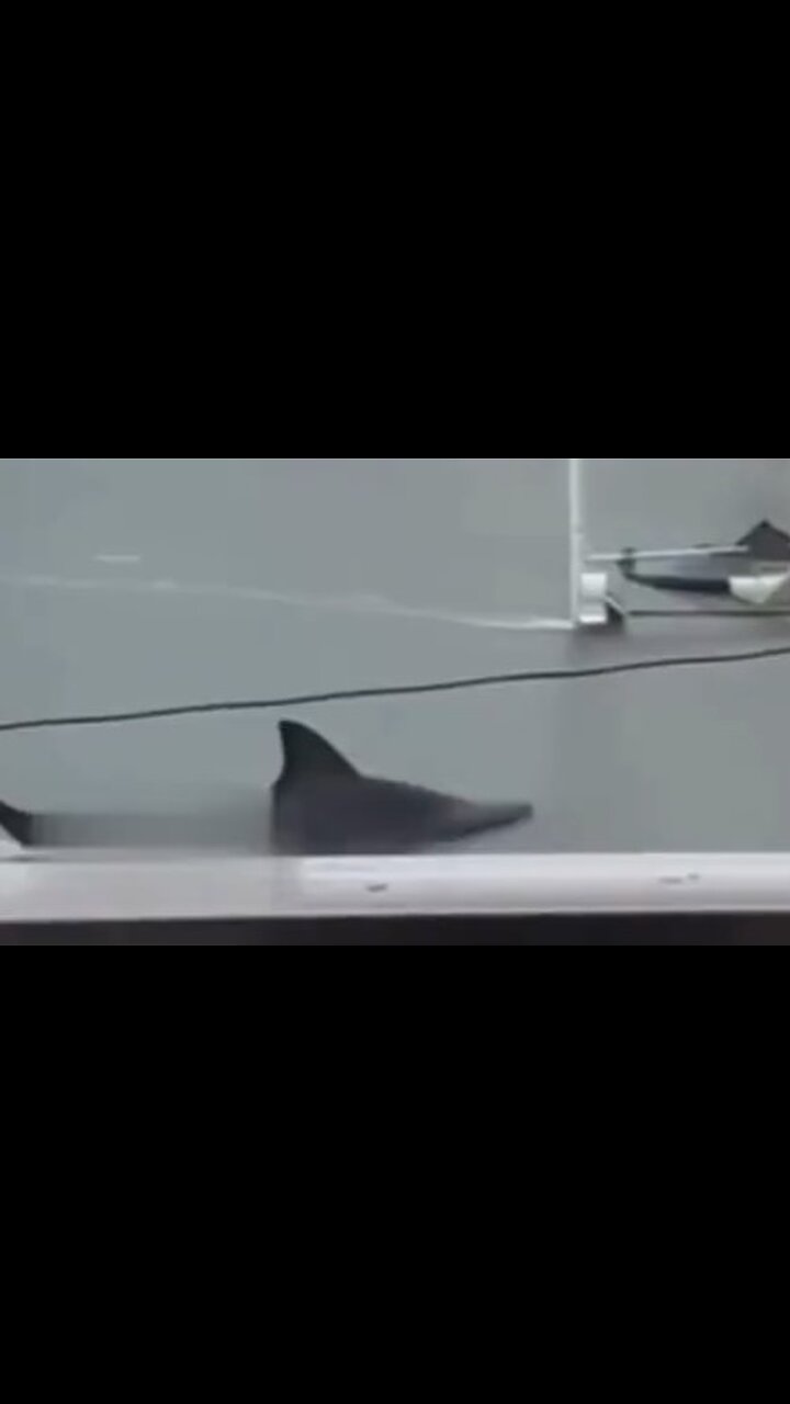 World War 3 - 🌊 The Sea Surged Sharks in the Streets After Massive Hurricane! 🦈😱