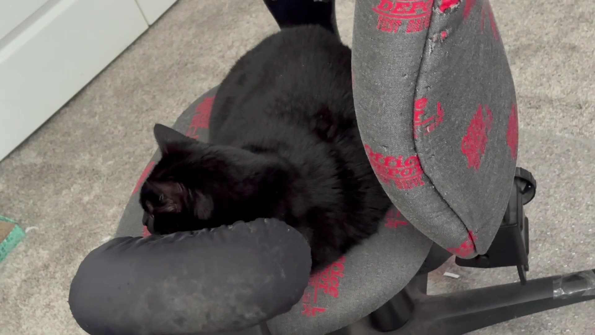 Cute Precious Piper is Professional in the Office - My Adopted Shelter Cat Vlog