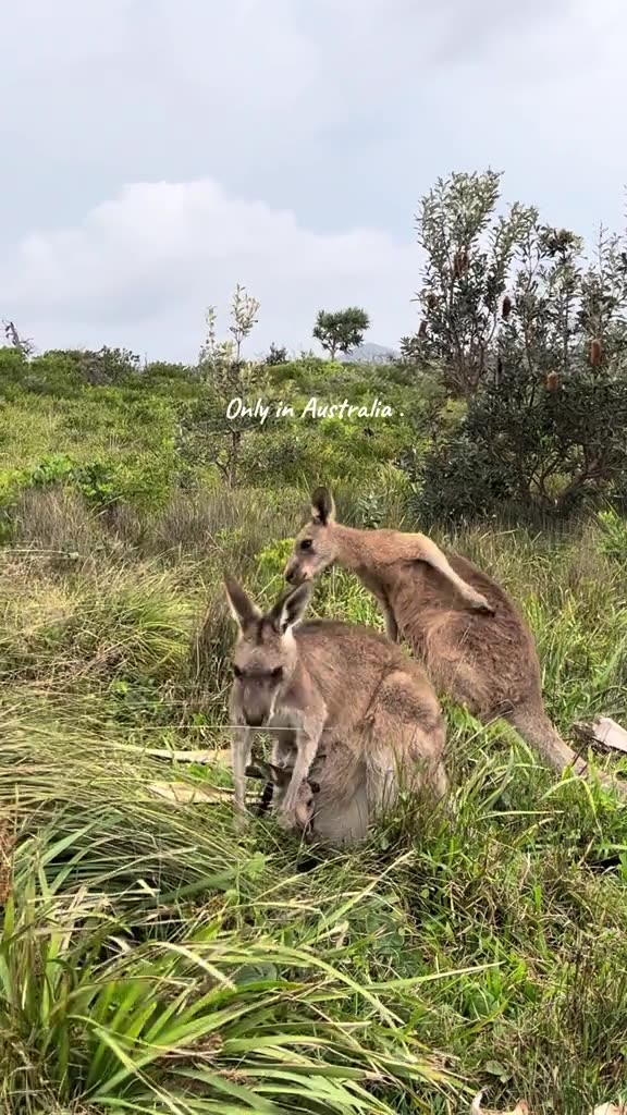 Australian kangaroo