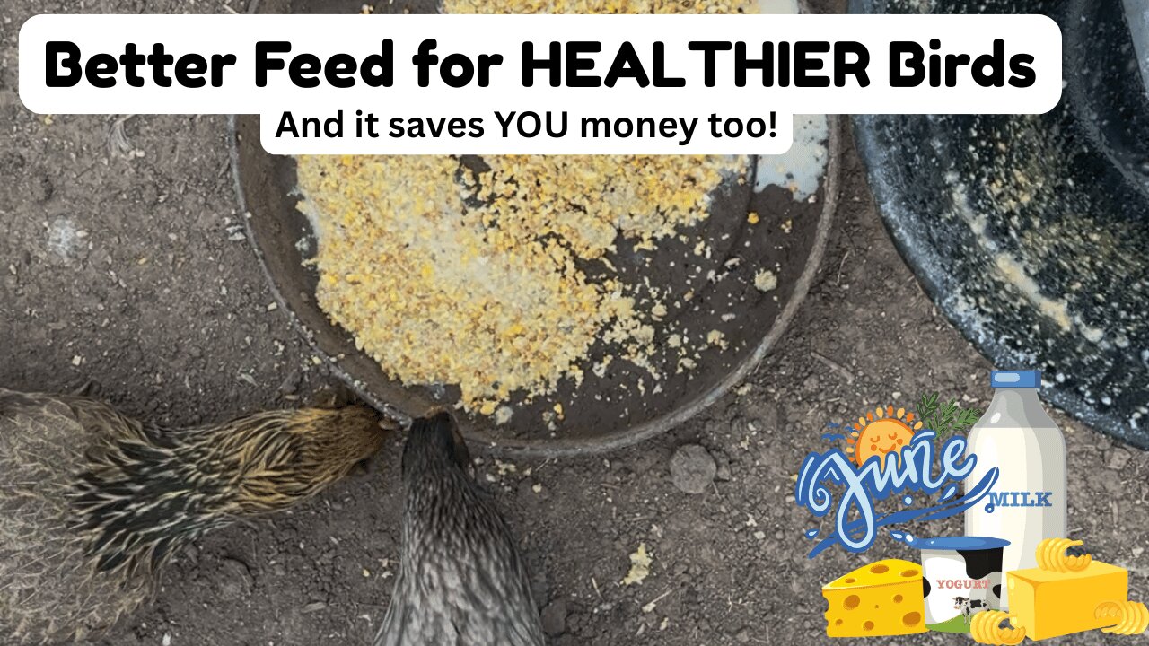 Whey-Soaked Fermented Grains for Poultry: Save Money & Boost Protein! 🐓🦆
