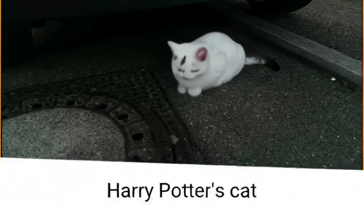 the cat