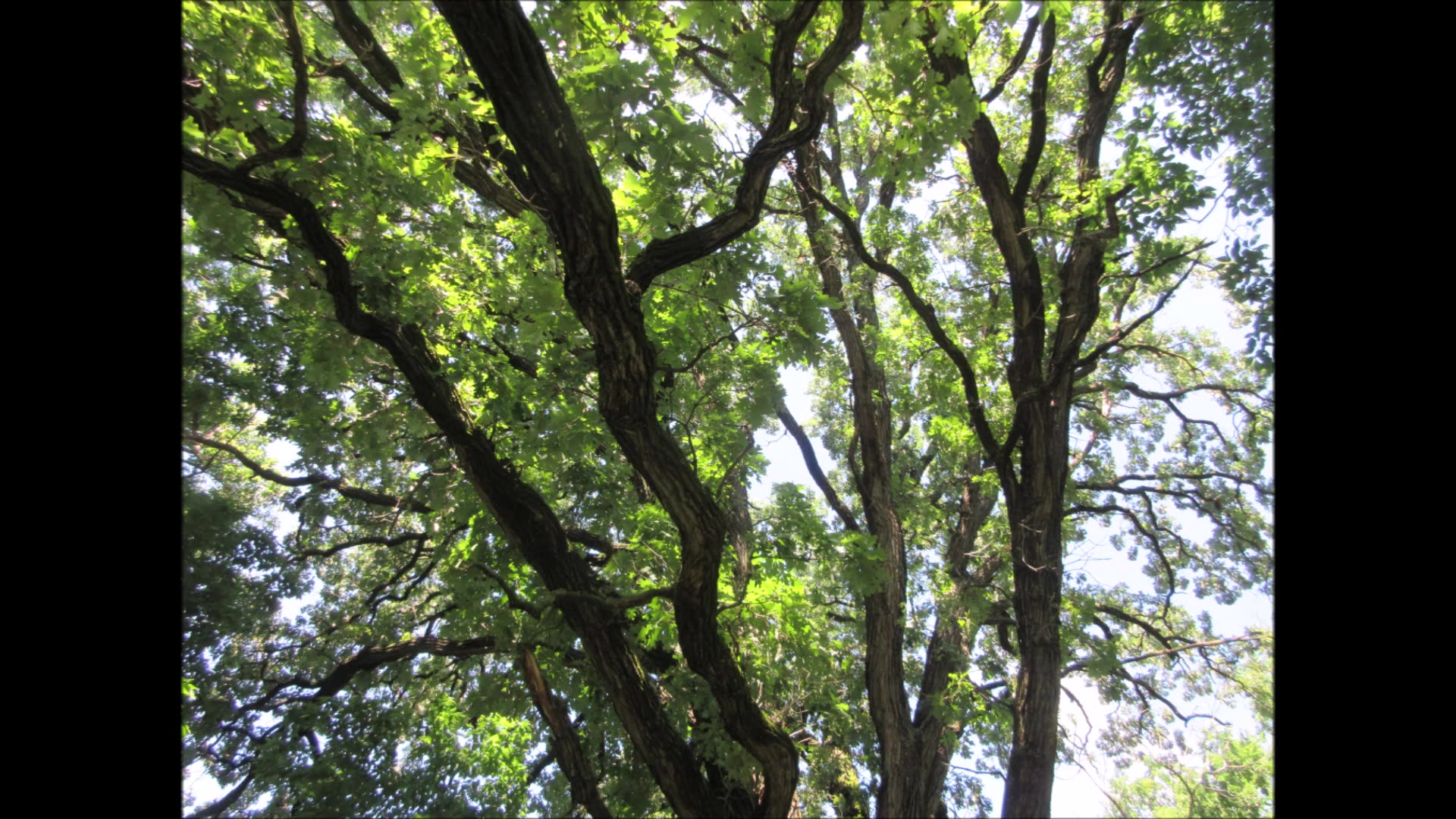 Old Growth Woodland Burr Oak Tree 260 yrs old Aug 2024