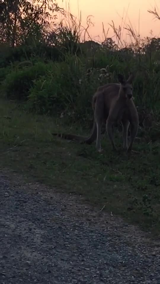 Kangaroo diaries only in Australia 🇦🇺