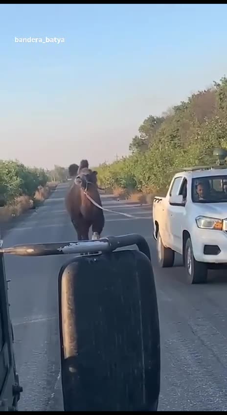 πΊπ¦π« Modern Ukrainian contrasts. Some save a camel, others repair equipmentβ¦