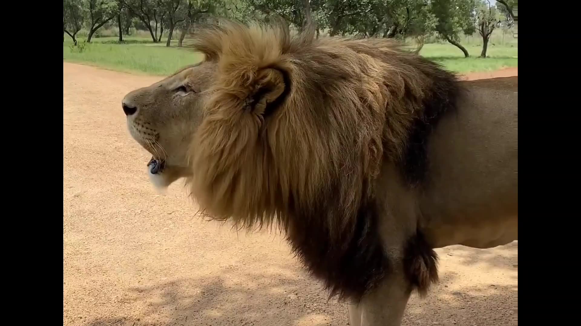 Lion roaring 🦁