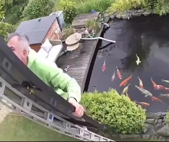 Koi dive (1)