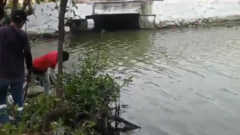 Aparece culebra de gran tamaño en Cartagena