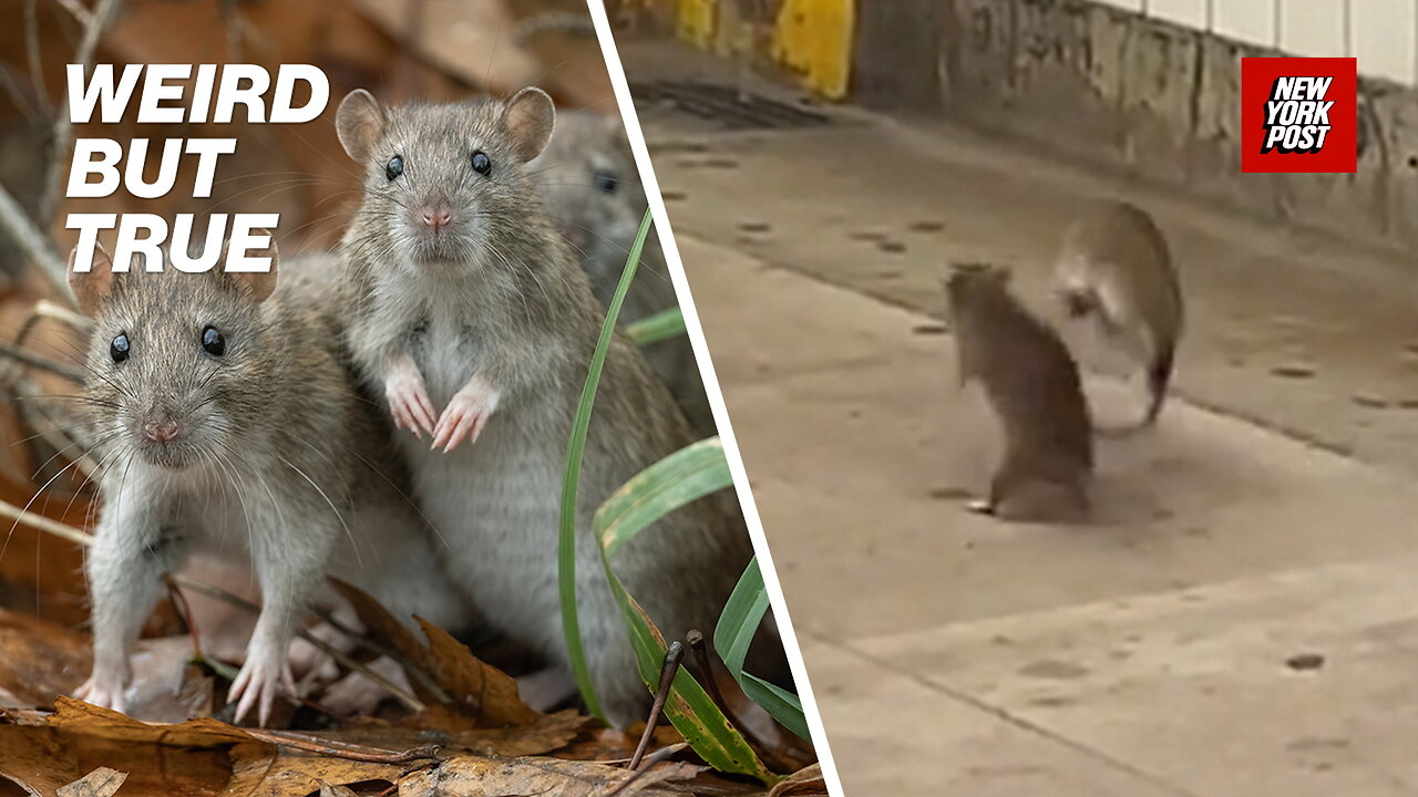 Best rat fights ever! Subway brawls, pizza rats & more fists of furry | Weird But True
