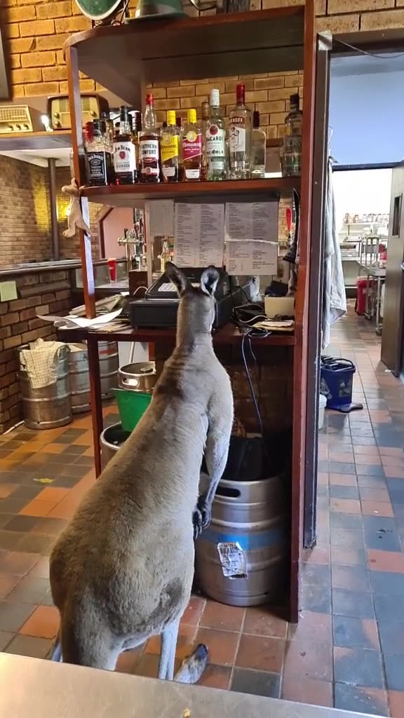 Kangaroo tales only in Australia 🇦🇺