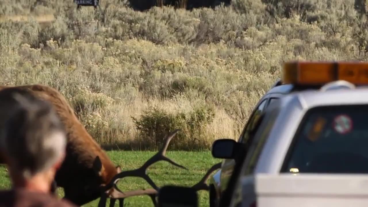 elk attack