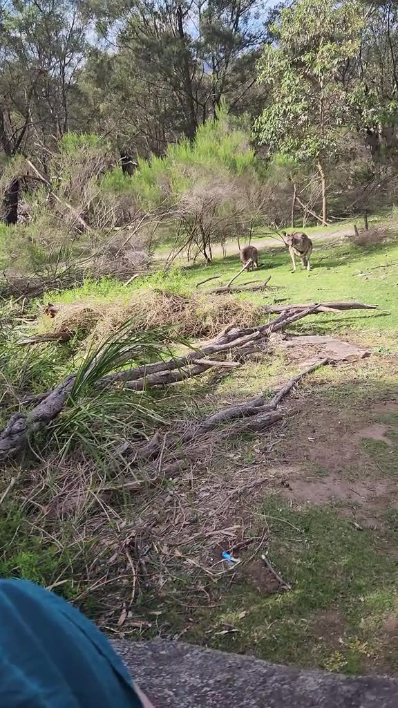 Australian kangaroos
