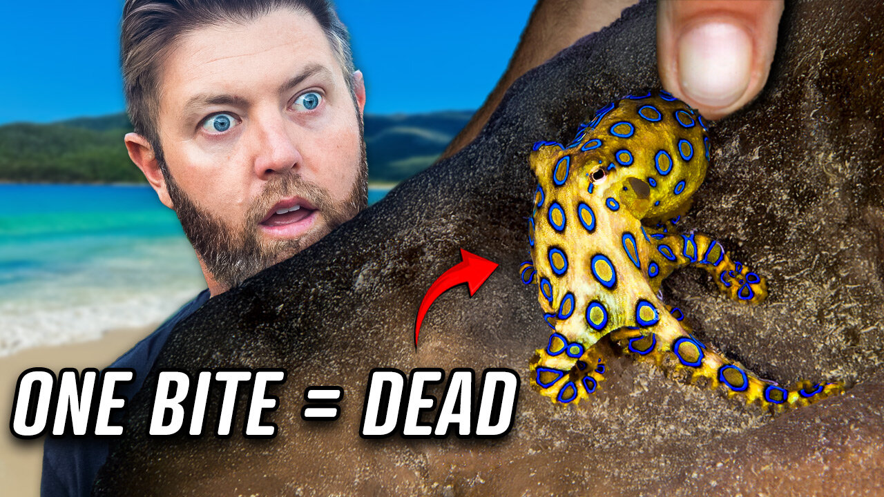 Australias Top 5 Deadliest Animals
