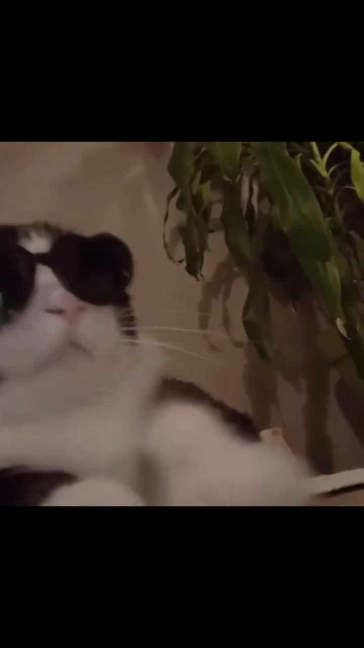 Best cat video ever