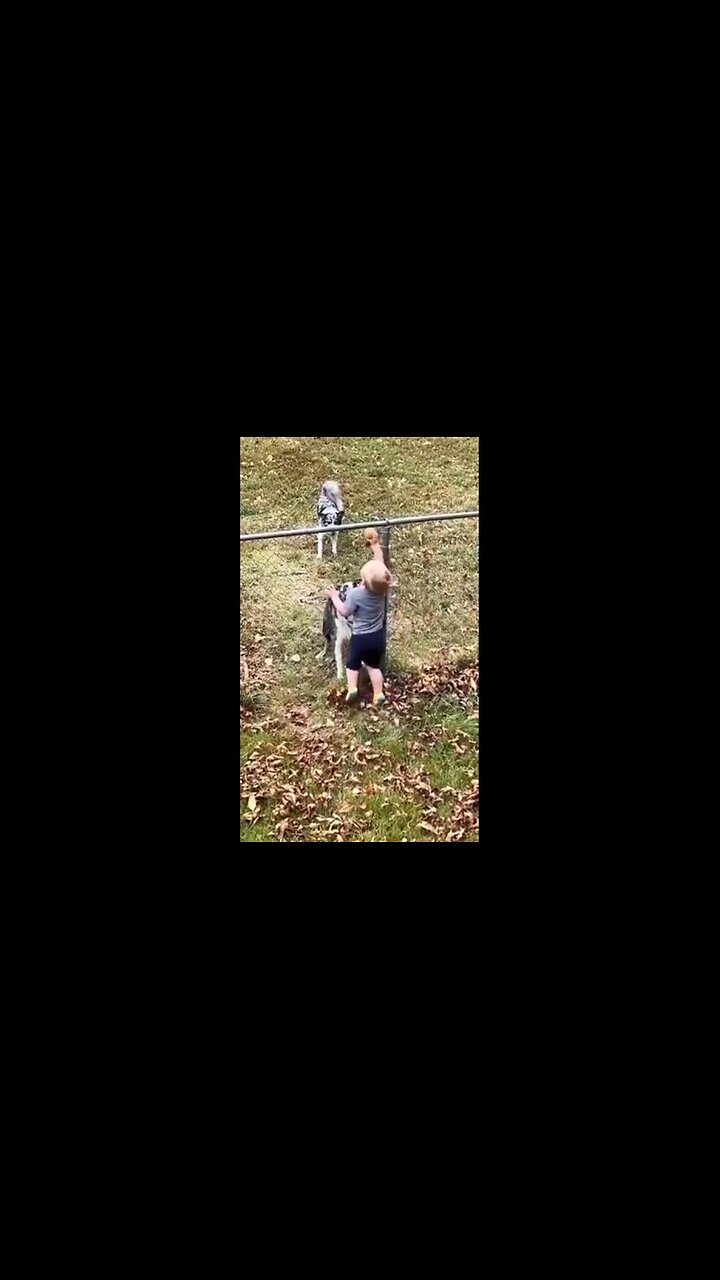 Little ❤️ Dude Playing Catch With the Neighbors Dogs