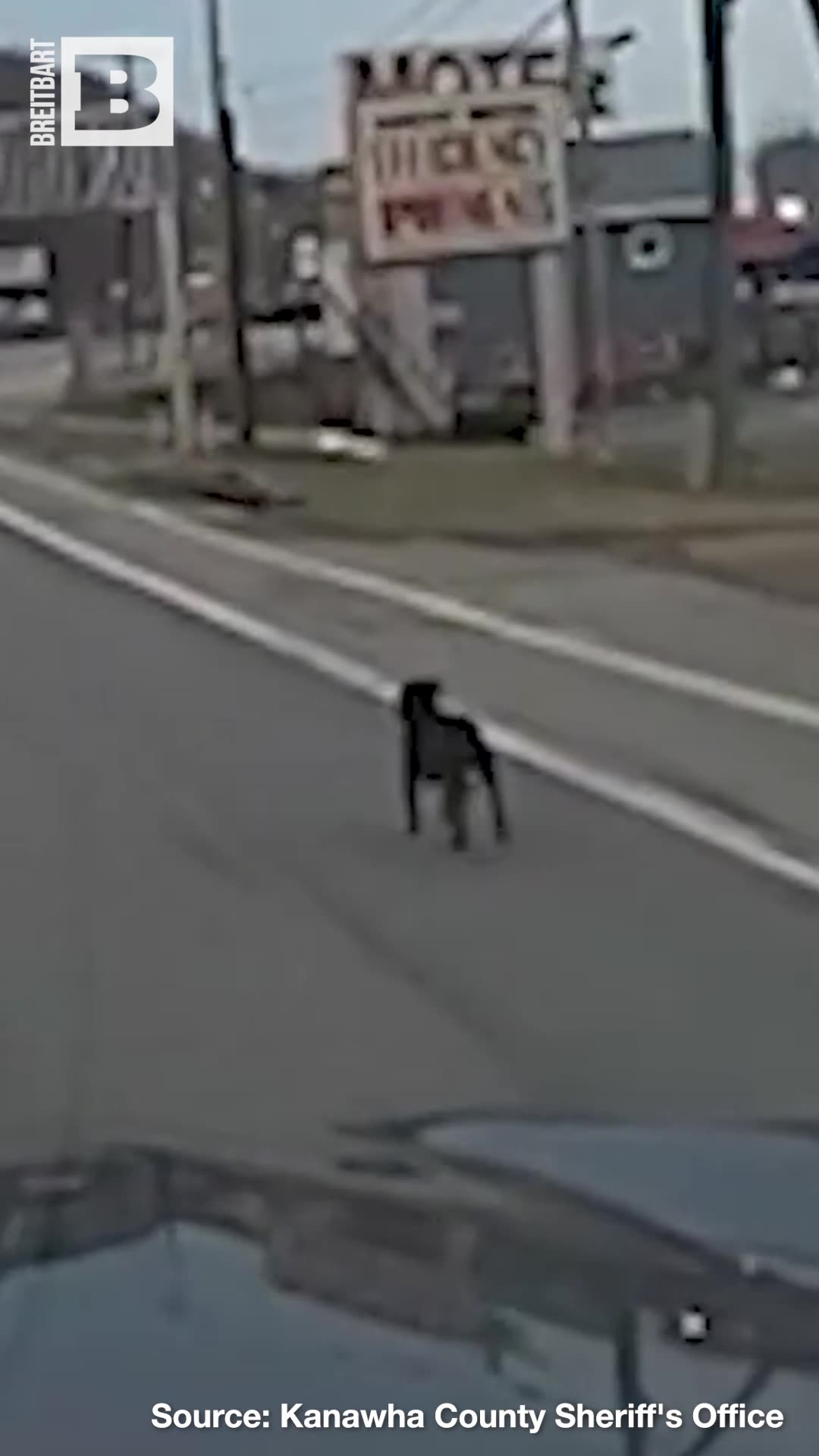 WV Police Attempt to Nudge Dog off of Busy Highway