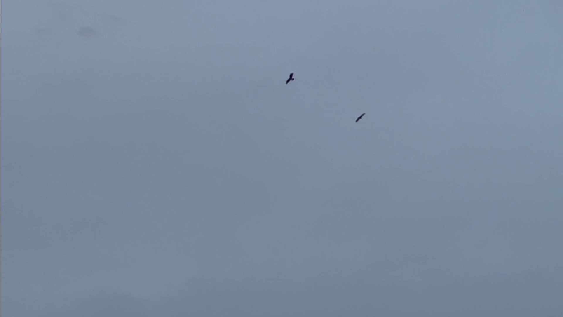 The American Bald Eagle Family of Port Saint Lucie