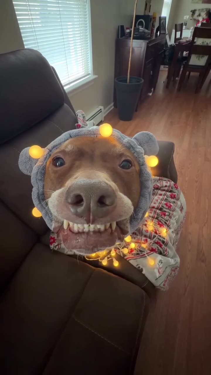 I want a hippopotamus 😛for Christmas